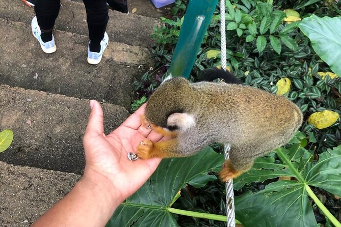 land of monkeys and silver port city tour - From cocoa bean to bar at Del Oro