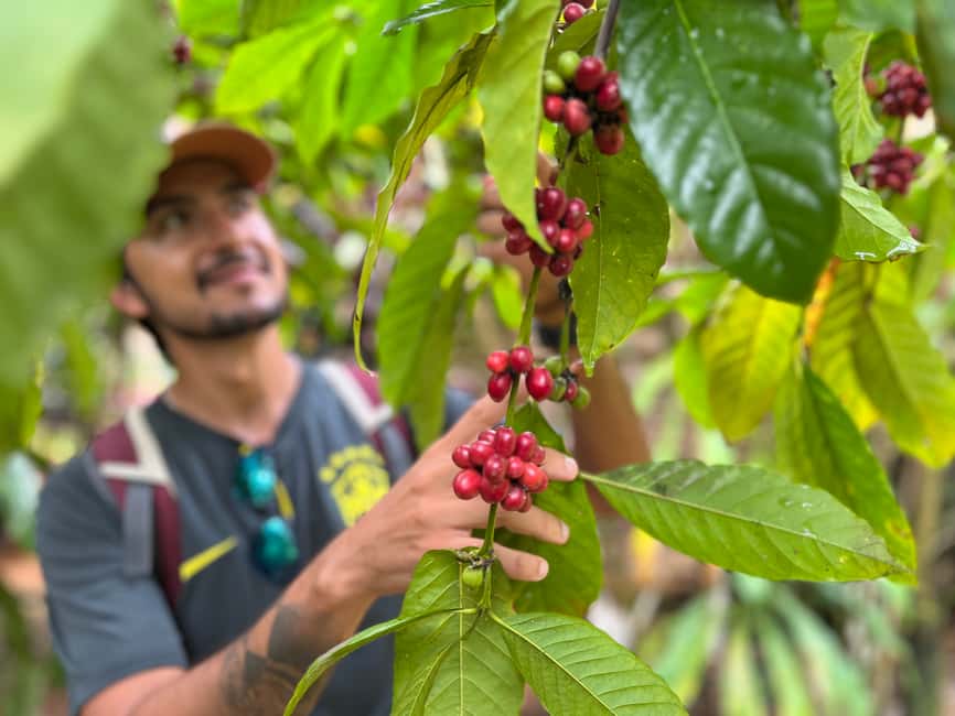 Las Terrenas: Private Coffee Trail ATV Tour in Samana - Key points at a glance