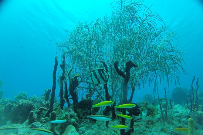 Learn to Scuba Dive in Punta Cana - What the $115 price includes