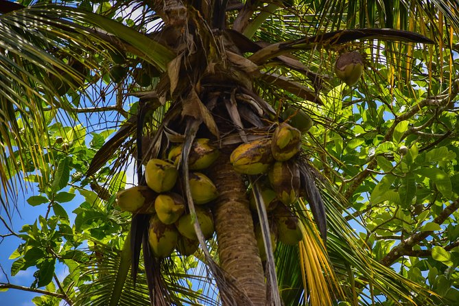 Let's do hiking in Punta Cana - The Anamuya area and a taste of local produce