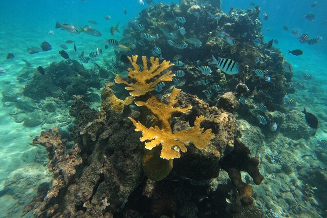 Local Excursion | Paradise Island Punto Rucia & snorkeling - Why Cayo Arena is worth the long ride