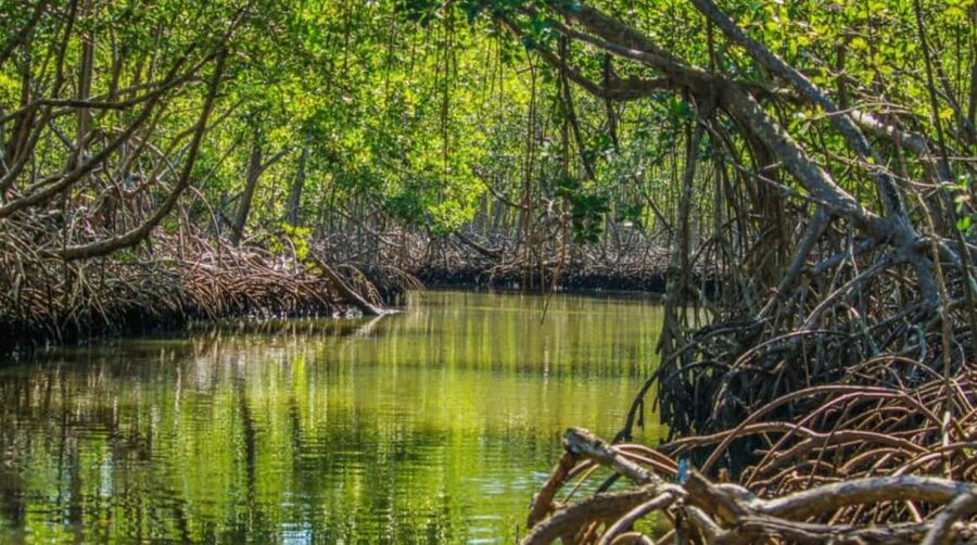 Los Haitises Boat Ride + Caño Hondo Natural Pools - What the $65 price really covers
