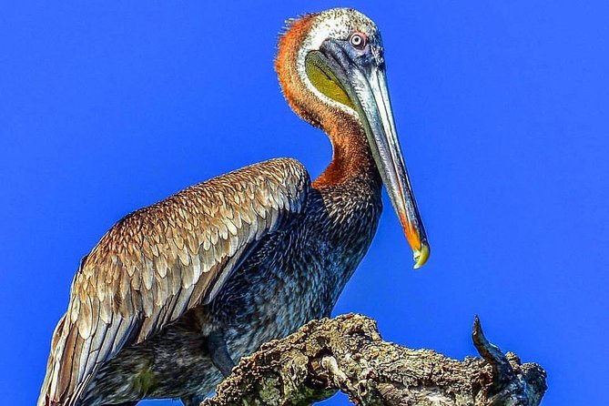 Los Haitises & Cayo Levantado (Lunch included, from Samana in Catamaran or Boat) - La Línea Cave and Taíno paintings