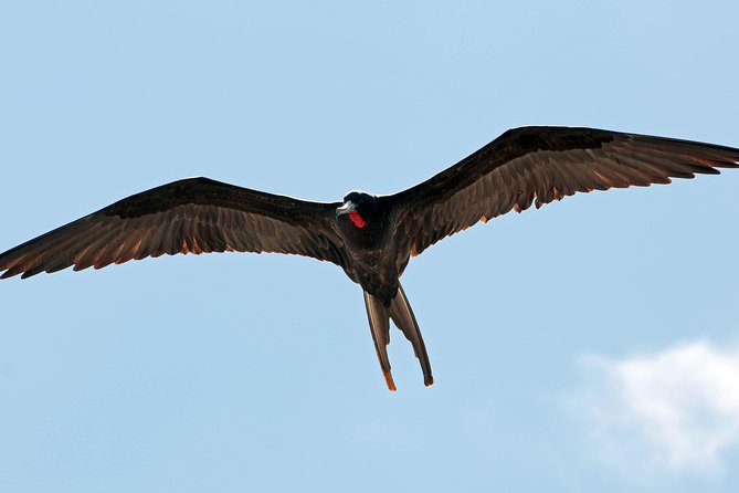 Los Haitises National Park and Cayo Levantado Island Day Trip from Samana - Practical planning before you go