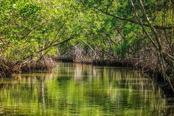 Los Haitises National Park Tour from Las Terrenas or Samana (Half Day Trip) - Inside Los Haitises: Cays, Mangroves, and Birds