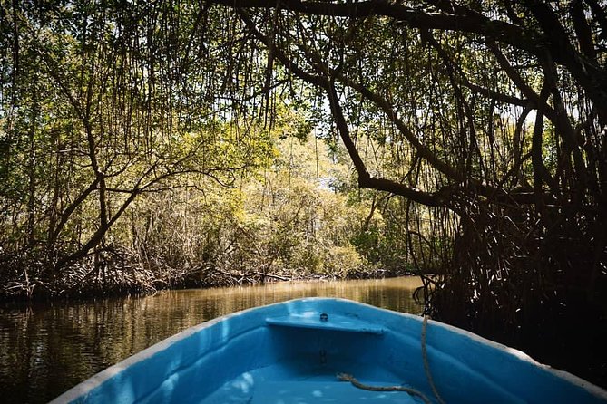 Los Haitises National Park Tour from Las Terrenas or Samana (Half Day Trip) - The Caves and Indigenous Art