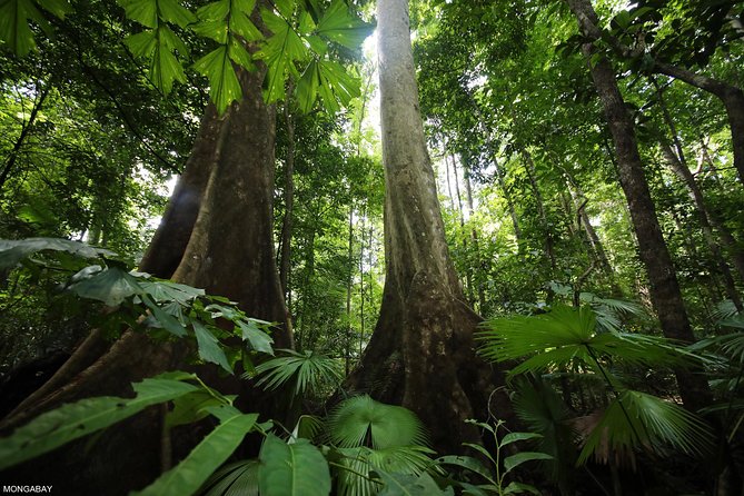 Los Haitises National Park Tour from Las Terrenas or Samana (Half Day Trip) - Crossing Samana Bay by Boat