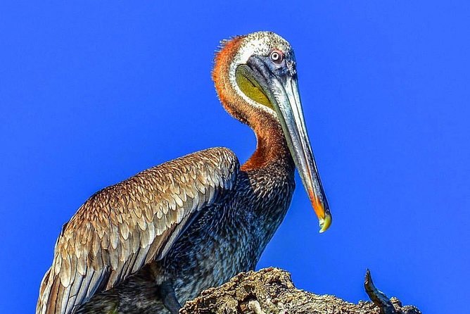 Los Haitises National Park Tour from Punta Cana Montana Redonda and Cano Hondo - Who will enjoy this outing most