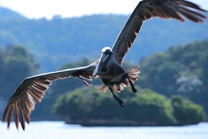 Los Haitises National Park Tour from Punta Cana Montana Redonda and Cano Hondo - Should you book Los Haitises from Punta Cana?