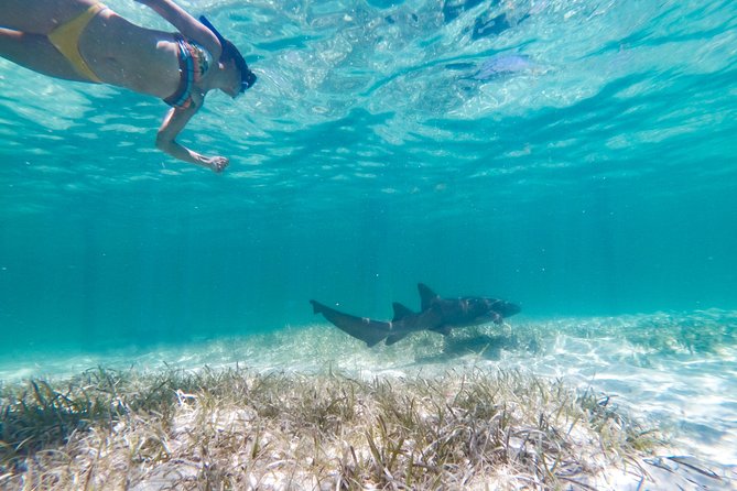 Marinarium Snorkeling Cruise from Punta Cana - Key points to know before you book