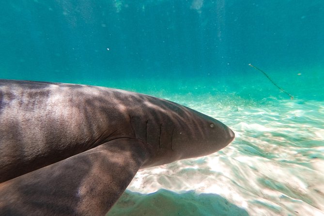 Marinarium Snorkeling Cruise from Punta Cana - Drinks, snacks, and the boat atmosphere