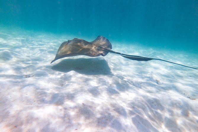 Marinarium Snorkeling Cruise from Punta Cana - Is $115 a fair price?