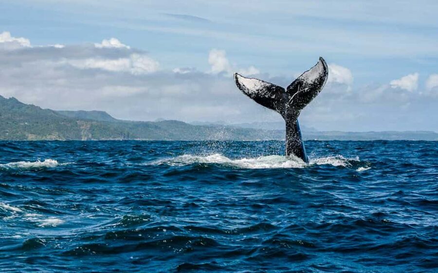 Miches: Half Day Whale Watching Catamaran Tour with Snacks - Key points at a glance