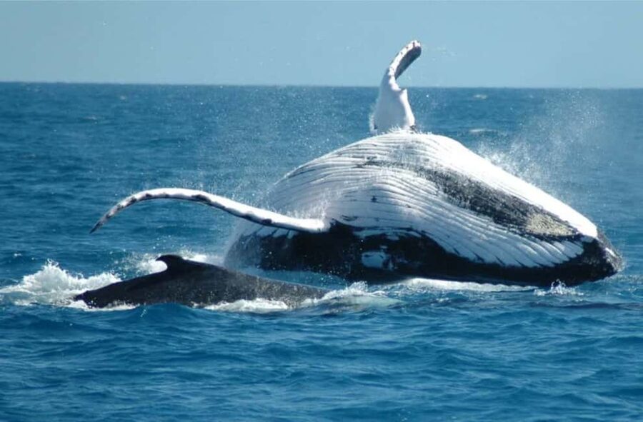 Miches: Half Day Whale Watching Catamaran Tour with Snacks - Why Miches is a smart place to watch whales