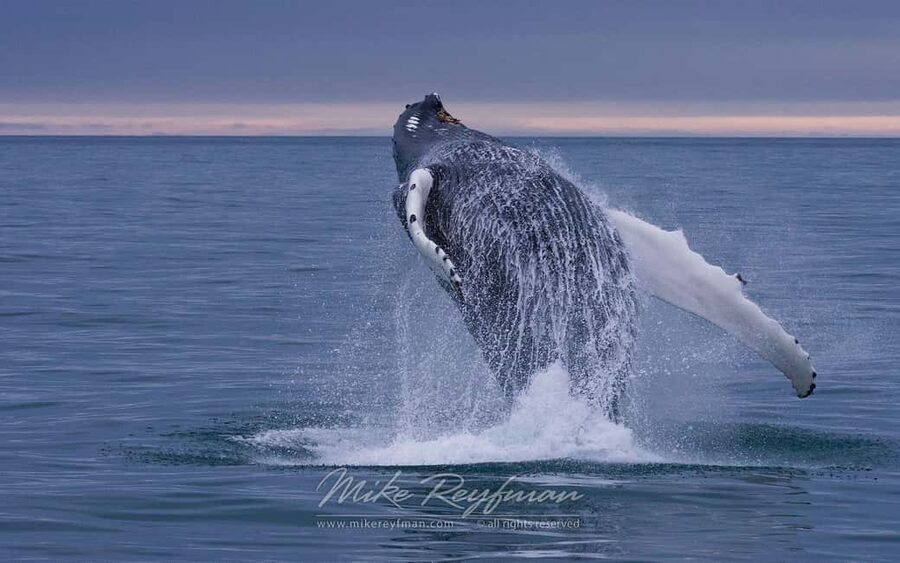 Miches: Half Day Whale Watching Catamaran Tour with Snacks - What to pack for a comfortable half-day