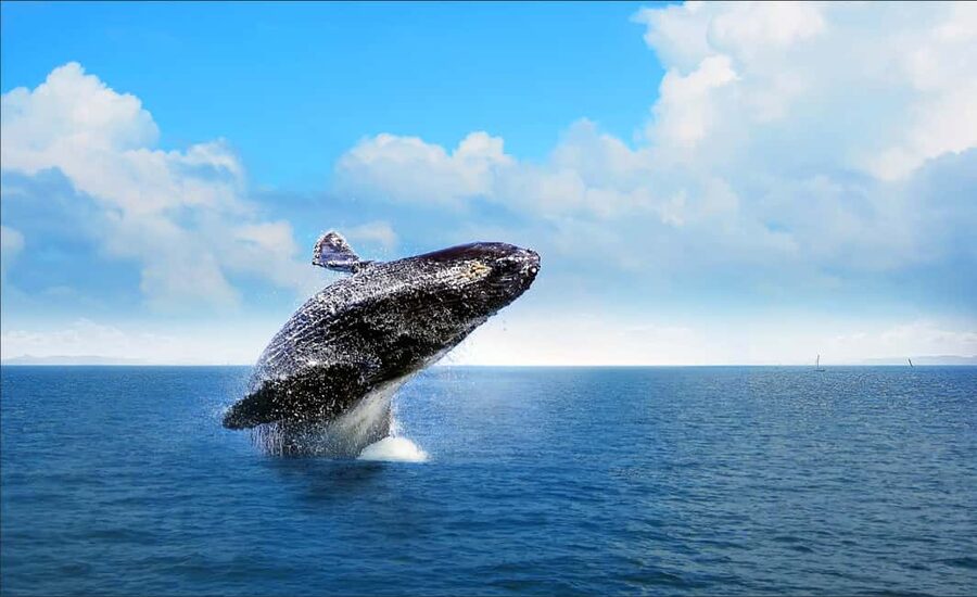 Miches: Half Day Whale Watching Catamaran Tour with Snacks - Meeting the crew at Miches Marina