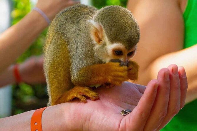 Monkey Enconter & Zip line Adventure - Monkeys first, then a zipline rush
