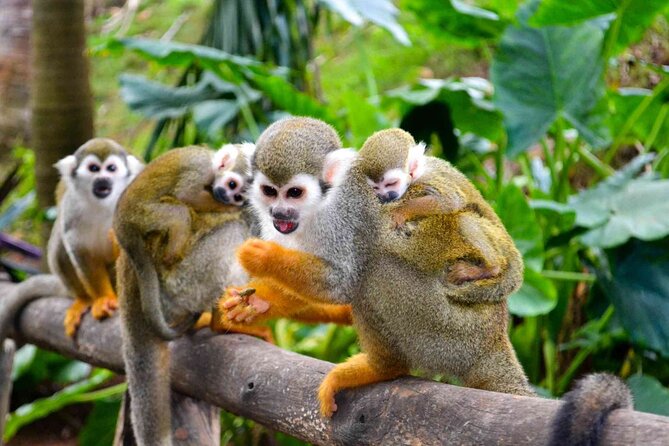 Monkey Enconter & Zip line Adventure - Who should book this adventure?