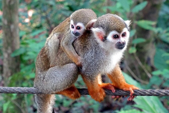 Monkey Enconter & Zip line Adventure - Meeting the squirrel monkeys at El Choco