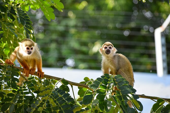 Monkey Encounter and Zip Line Tour from Amber Cove and Taino Bay - Key points to know before booking