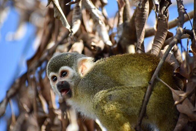 Monkey Encounter and Zip Line Tour from Amber Cove and Taino Bay - Who should book this Puerto Plata excursion