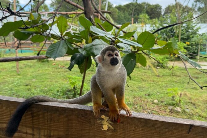 Monkey Encounter and Zip Line Tour from Amber Cove and Taino Bay - Eight ACCT-certified zip lines through the trees