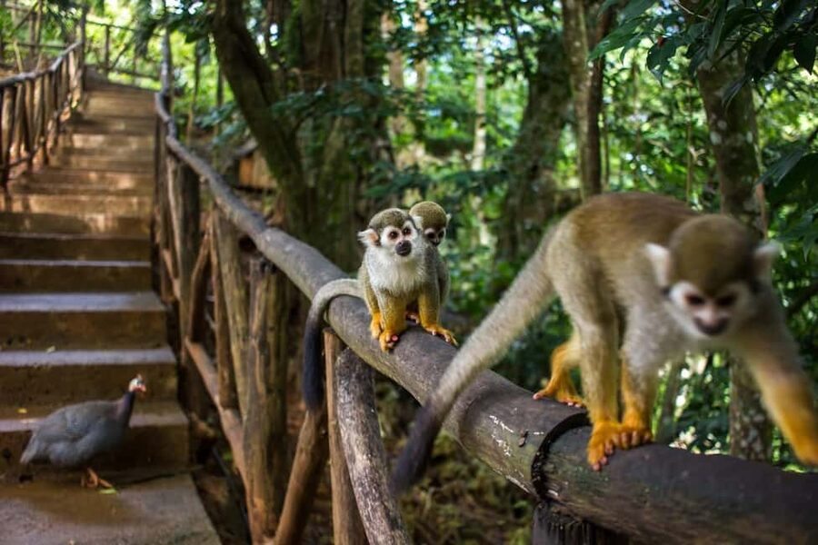 Monkey Encounter + ATV Riding Adventure – Puerto Plata - Coffee, cacao, fruit, and a taste of rural life