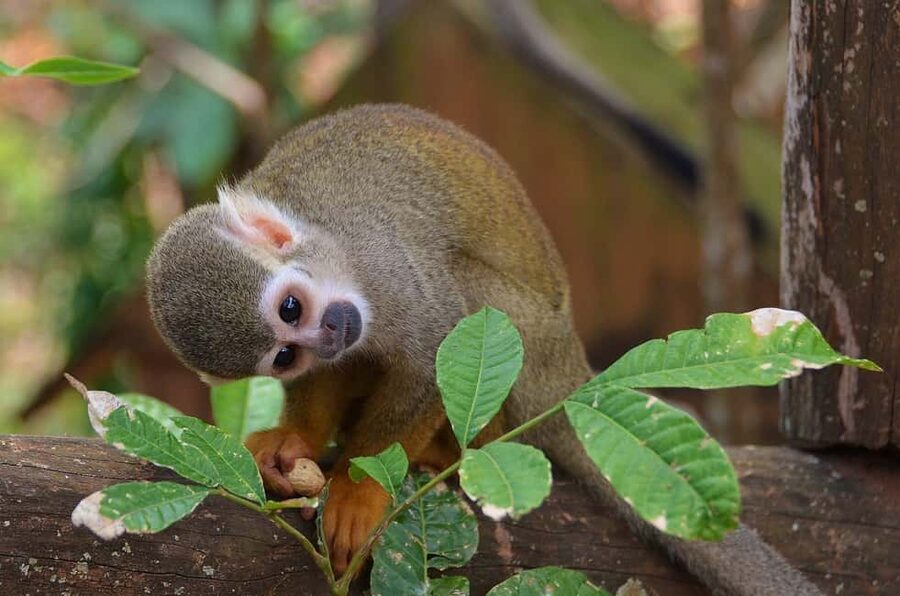 Monkey Encounter + ATV Riding Adventure – Puerto Plata - From monkey habitat to ATV country roads