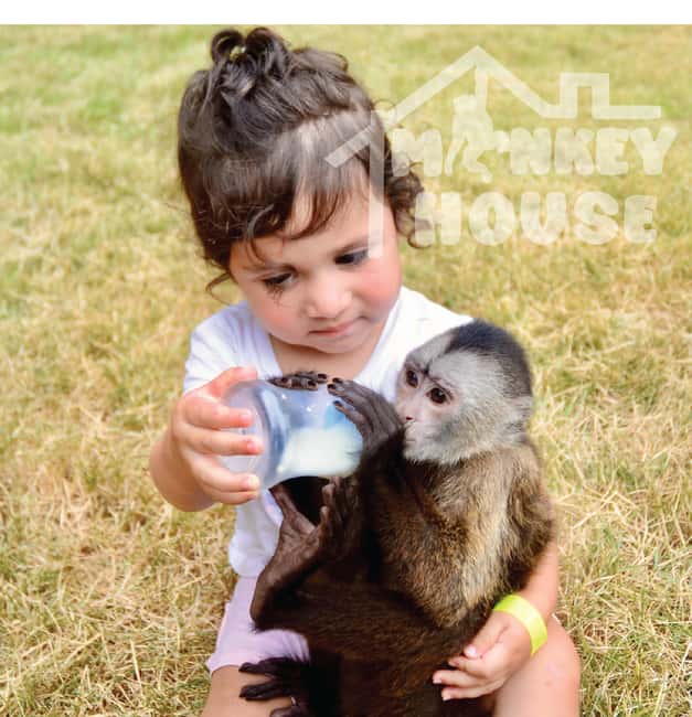 Monkey House VIP – An exclusive experience in Punta Cana - Meeting the monkeys in Punta Cana