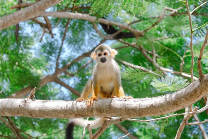 Monkey House VIP Experience with 4 species of monkeys, Punta Cana - African green monkeys and squirrel monkeys up close