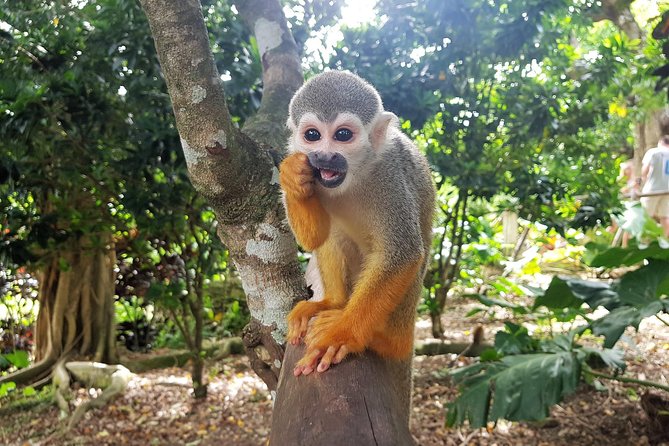 Monkeyland and Plantation Safari from La Romana - Guide Quality and the Feel of the Day