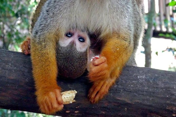 Monkeyland and Zipline Adventure from Puerto Plata - The monkeys are the emotional highlight