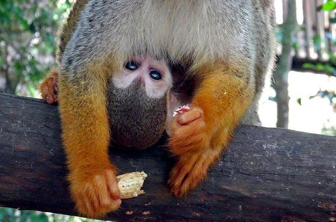 Monkeyland and Zipline Adventure from Puerto Plata - Food, drinks, and the small cultural stops