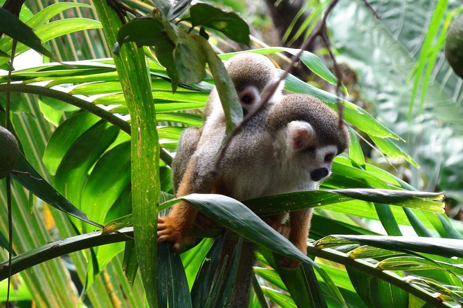 Monkeyland and Zipline Adventure from Puerto Plata - Who will enjoy this excursion most