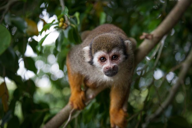 Monkeyland and Zipline Adventure from Puerto Plata - Safety training comes before the first line