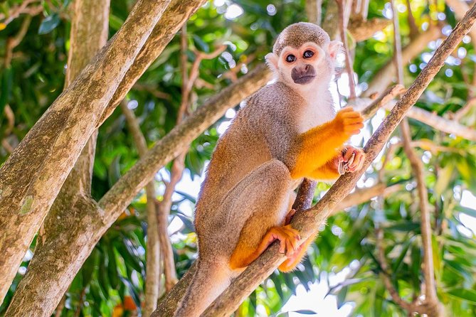 Monkeyland & Plantation Safari Full Day from Juan Dolio - What the day is really about