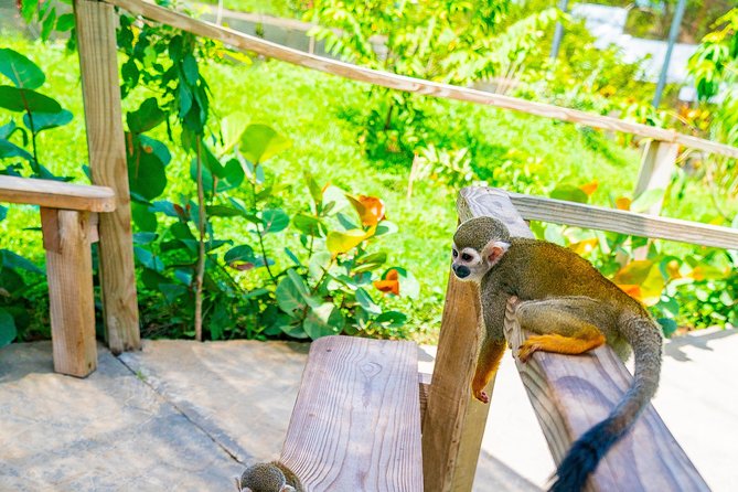 Monkeyland Puerto Plata - Booking details that matter