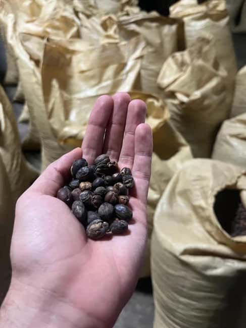 Monte Alto Factory Coffee Tour: Jarabacoa Experience - The plantation walk and the coffee story