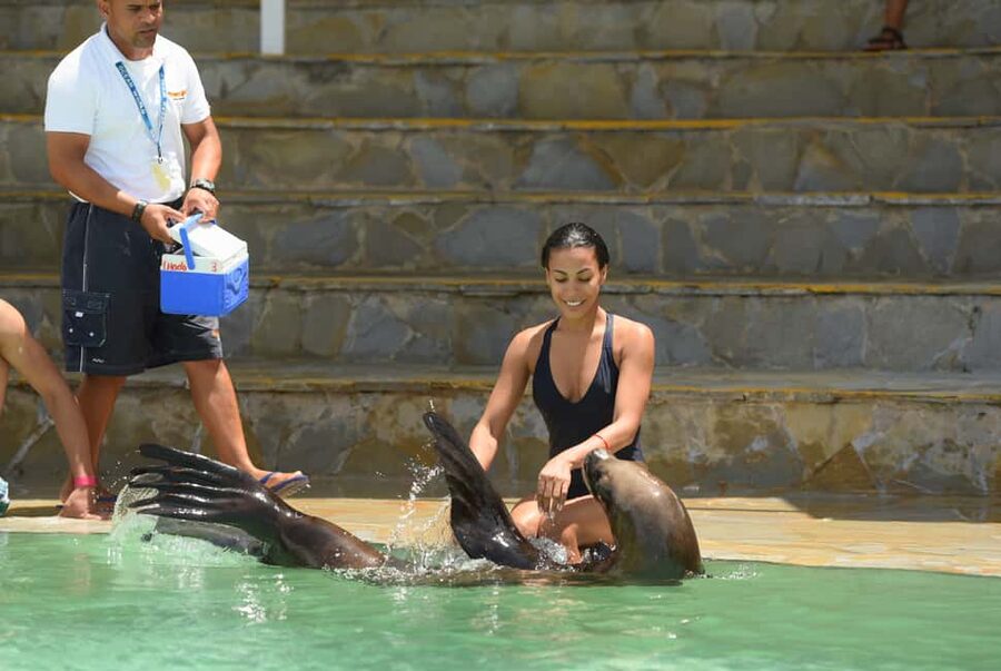 Ocean World Dolphin Swim & Sea Lion Combo from Puerto Plata - Meeting the Patagonian sea lions