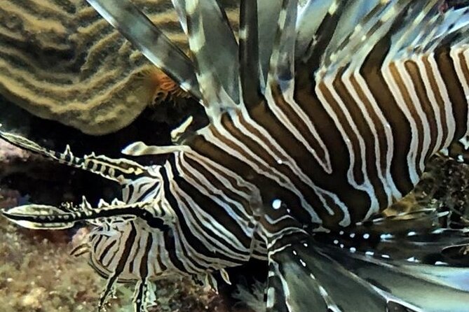 PADI Open Water Diver Course in Bayahibe - Why the Small Group Size Matters