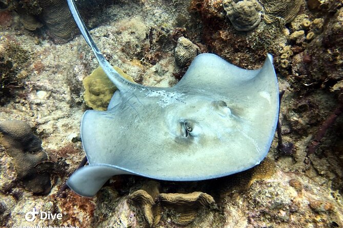 PADI Open Water Diver Course in Bayahibe - The Swim Test Is Not Optional