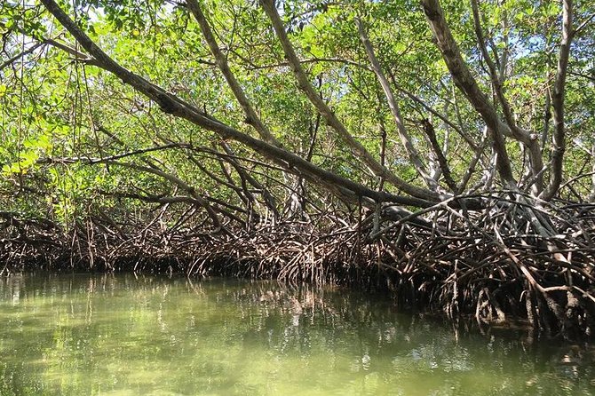 Paradise Island & Mangroves Tour - The market stop and the long ride home