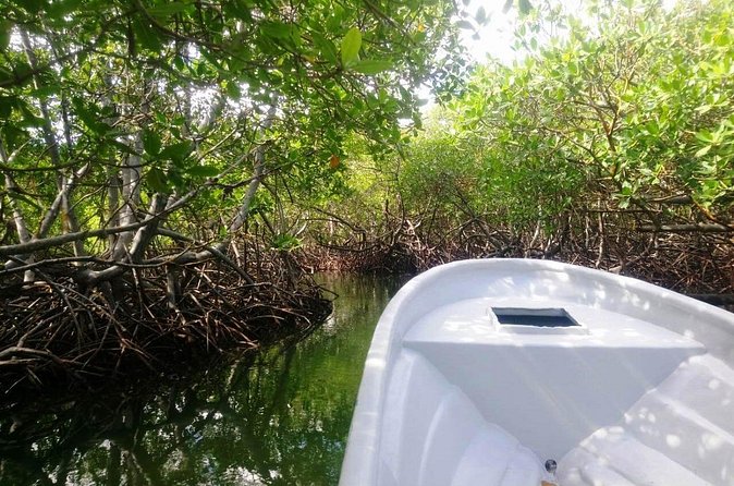 Paradise Island & Mangroves Tour - Is the $89 price good value?