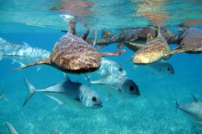 Pirates of the Caribbean Cruise- Snorkel, Sharks & Stingrays - A pirate cruise with real sea life at the center