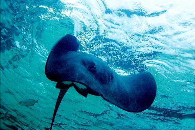 Pirates of the Caribbean Cruise- Snorkel, Sharks & Stingrays - Who will enjoy this afternoon most?