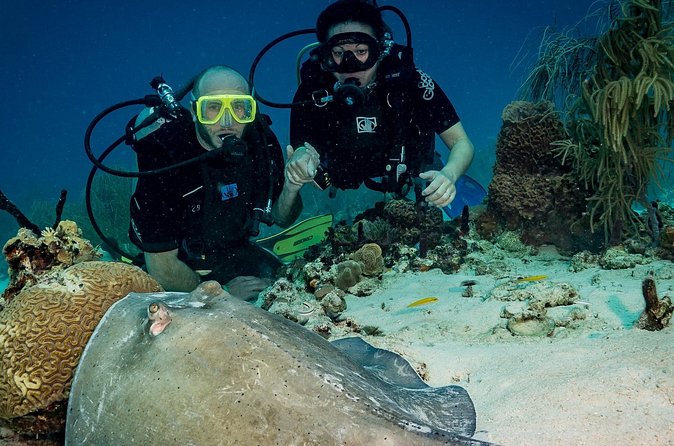 Private Bayahibe 3 Tank Diving with Lunch from Punta Cana - Who will get the most from this trip