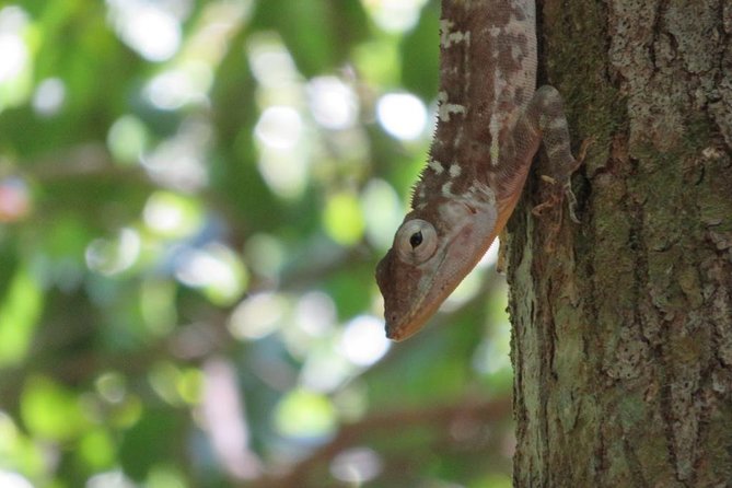 Private Boat Nature Tour of Los Haitises National Park - Lunch in Sabana de la Mar