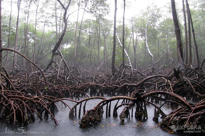 Private Boat Nature Tour of Los Haitises National Park - Who will get the most from this day