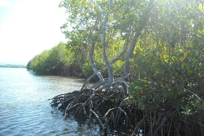 Private Boat Nature Tour of Saona Island - What the guide can add to the day