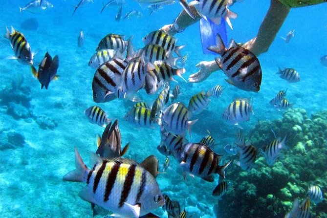 Private Catamaran Booze Cruise & Snorkeling - The natural pool and sandbar stop